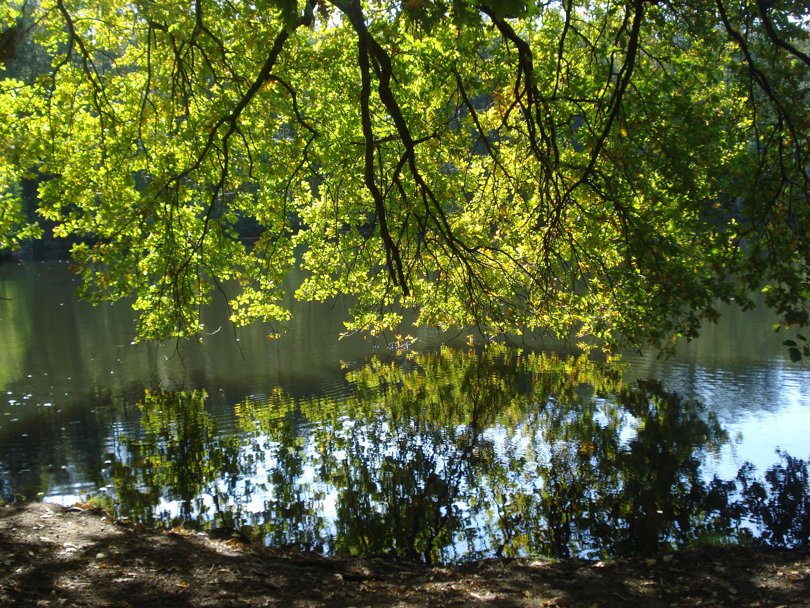 reflets feuilles sur l'eau