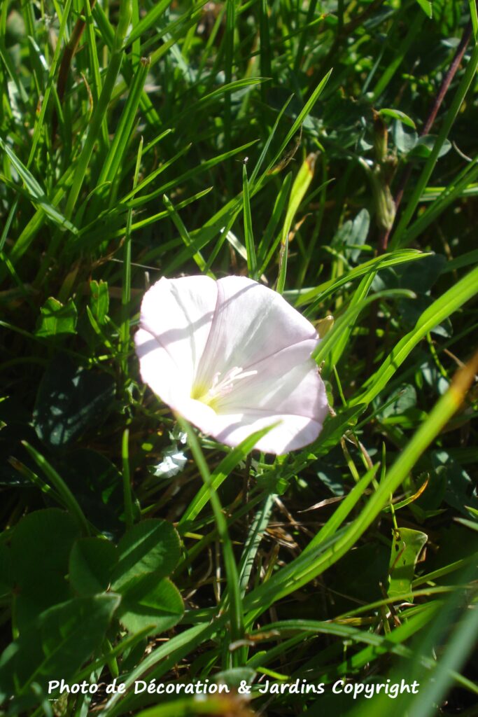 Belles fleurs sauvages liseron blanc rose by Décoration et Jardins