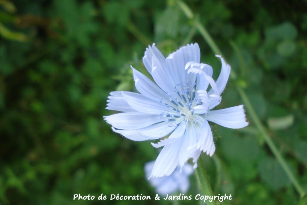 Belles fleurs sauvages Bleues Pistil Papillon