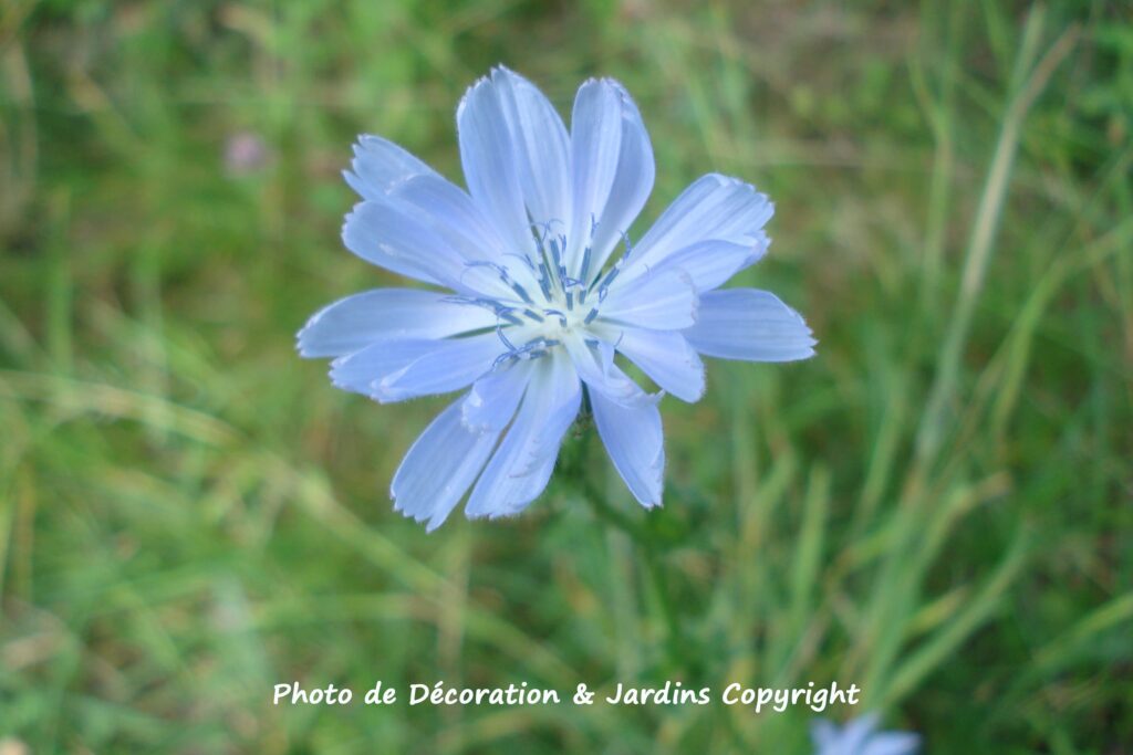 Belles fleurs sauvages bleues by Décoration et Jardins